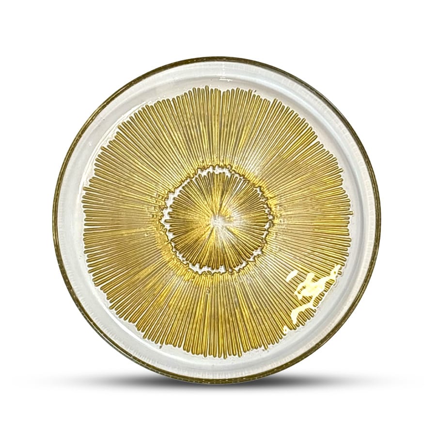 סט צלחות 18 חלקים - זכוכית זהב דגם JIL